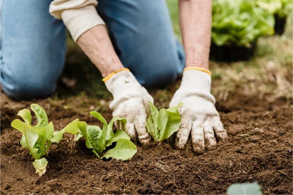 Person planting a crop