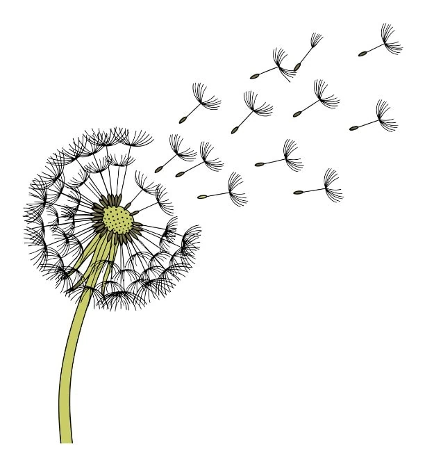 Dandelion drawing