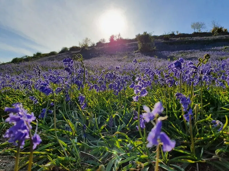 Oswestry blue bells